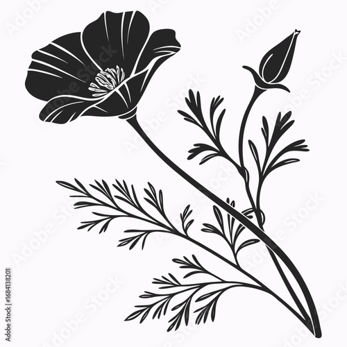 black and white california golden poppy