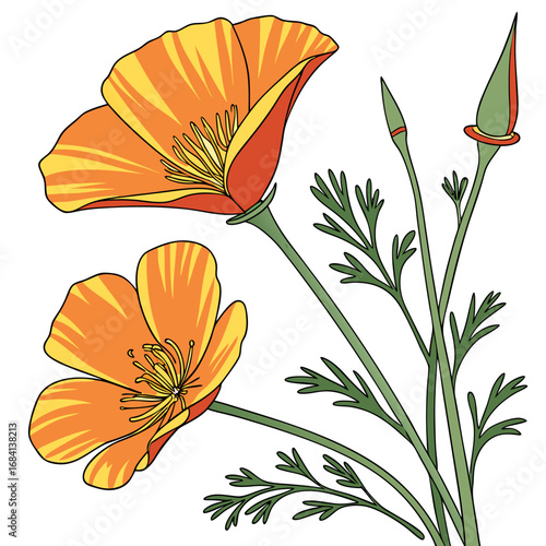 california golden poppy on white background 