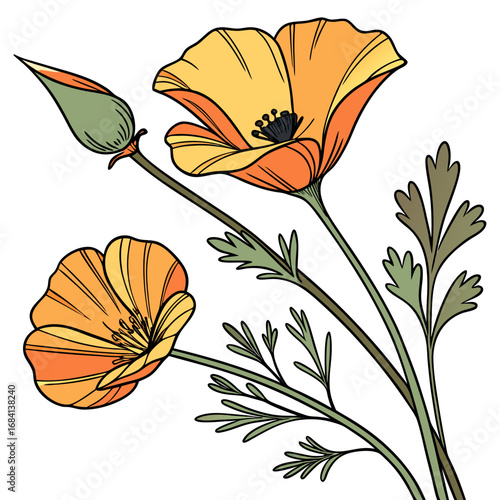 california golden poppy on white background 