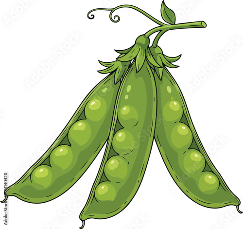 three fresh green pea pods vibrant illustration of gardenfresh produce