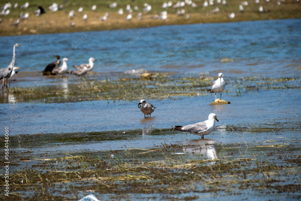 Obraz premium A variety of seagulls and waterbirds stand in shallow, marshy river water on a sunny day, capturing a peaceful scene of avian wildlife in their natural wetland habitat with a grassy bank behind.