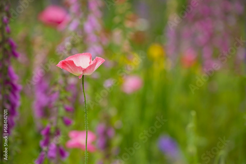 A single pink poppy against a colorful soft focus background of foxglove, lupine and poppies
