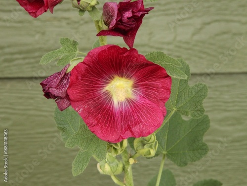 Hollyhock (Alcea) red garden flower in Montana