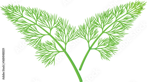 fresh dill sprigs culinary herb illustration, vibrant green, detailed