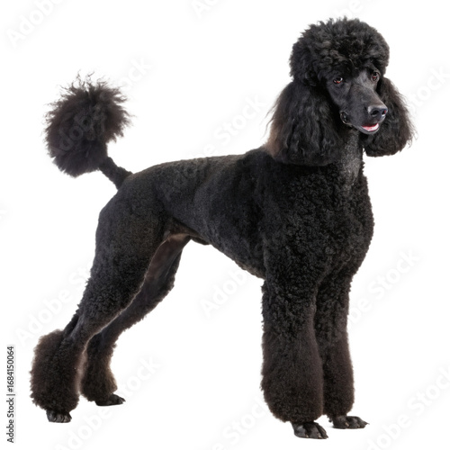 a black standard poodle, cutout transparent background