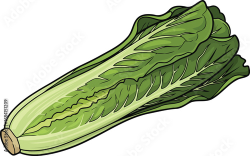 crisp romaine lettuce illustration fresh, green vegetable for salads and recipes