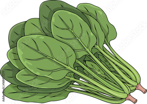 vibrant green spinach bunch fresh, healthy, culinary delight