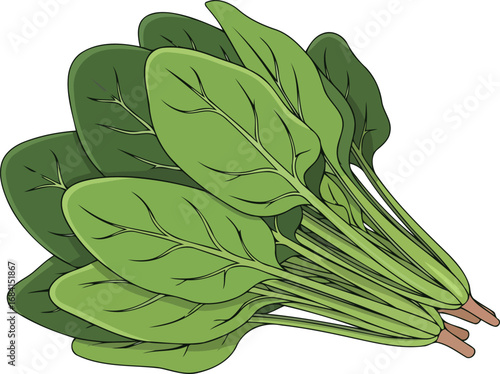 fresh spinach bundle illustration vibrant green leafy vegetable for healthy recipes