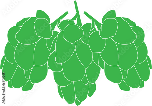 Green hop cones illustration isolated on white background for brewing and agriculture