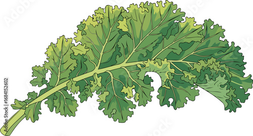 vibrant green kale leaf illustration fresh, healthy, culinary ingredient