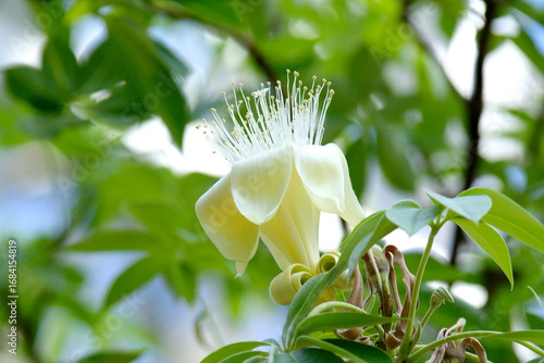 バオバブの花