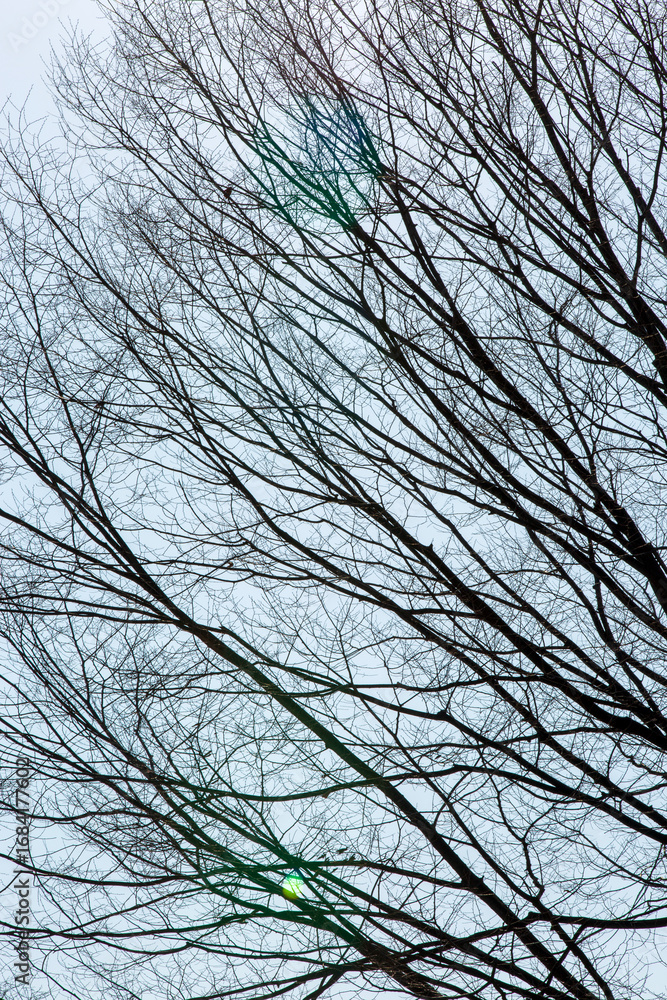 Obraz premium Silhouette of leafless tree branches against a bright winter sky