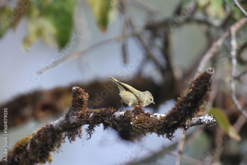 Photography The yellow-browed tit (Sylviparus modestus) is a species of bird in the family Paridae