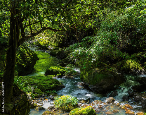 A small stream flowing through green moss - covered rocks, surrounded by dense trees. Great for nature documentaries, eco - tourism ads, or serene landscape wall art.