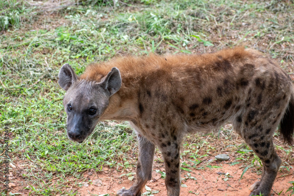 Obraz premium Spotted hyena