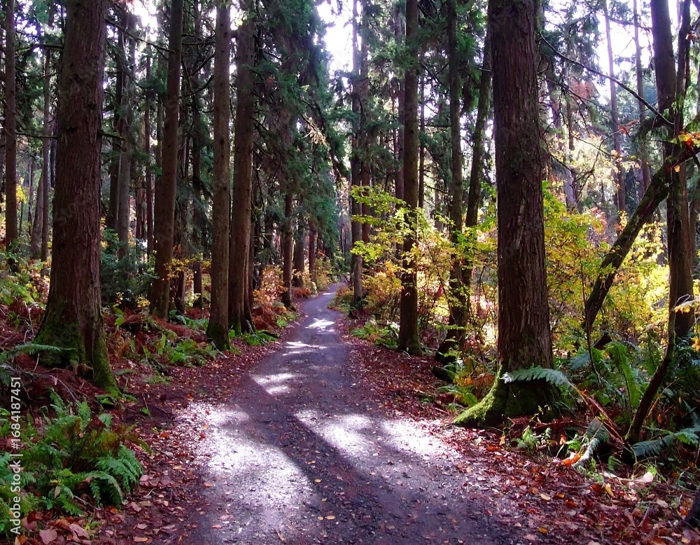 Fototapeta premium Sunny path through a fall forest