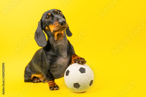 Cute dachshund posing with a soccer ball against a bright yellow backdrop, capturing a playful and cheerful scene perfect for pet lovers and sports enthusiasts.