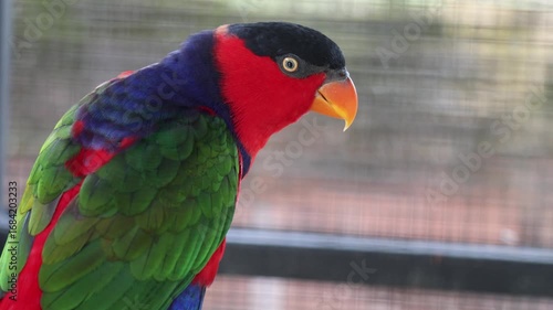 A Black-capped Lory perched in a cage at a wildlife park