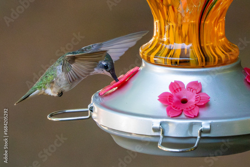 hummingbird in flight