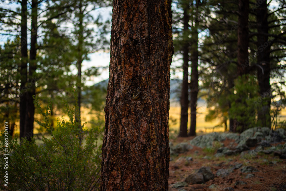 Obraz premium sunrise in the Flagstaff forest