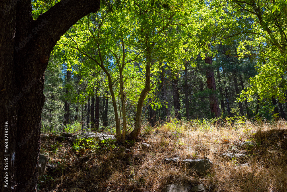 Fototapeta premium trees in the Sedona forest