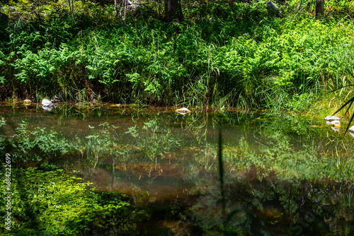 The river running through Sedona, surrounded by vibrant green grass.