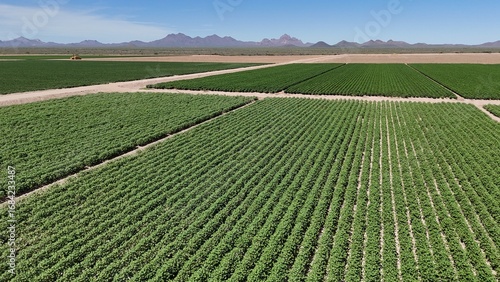 Rows of cotton plants on large desert farm in Arizona