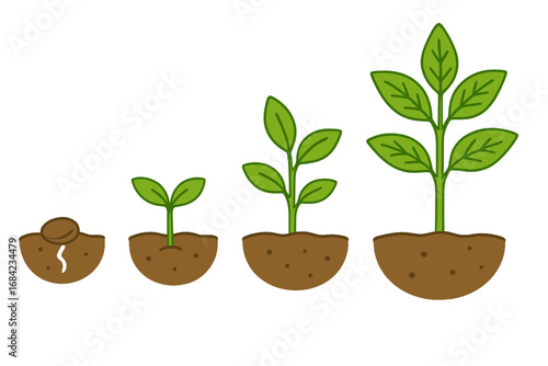 Plant growing stages vector set. Seed germination, green sprout and seedling development steps. Infographic of plant life cycle. Agriculture, ecology, business growth concept.