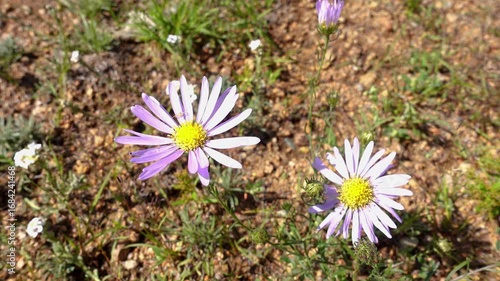Heteropappus biennis is a genus of Asian flowering plants in the family Asteraceae. Flowers under the blue sky	
