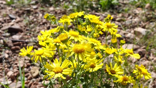 Yellow flowers under the blue sky. Scenic summer view	