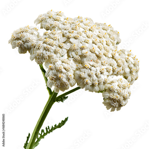 Delicate achillea millefolium flower against a stark black background creating artistic contrast