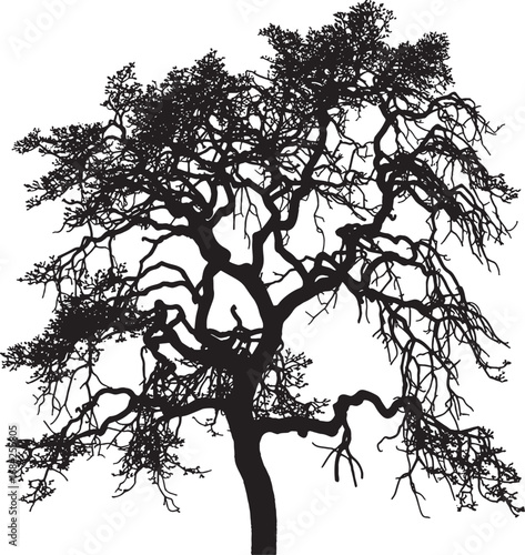 Striking silhouette of a mature tree with intricate branch patterns against a white background detailed vector artwork for design projects