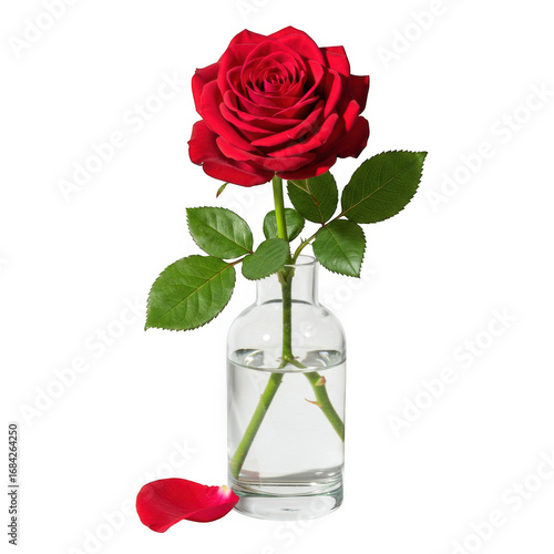 Single vibrant red rose in clear glass vase with drooping petal isolated on black transparent background