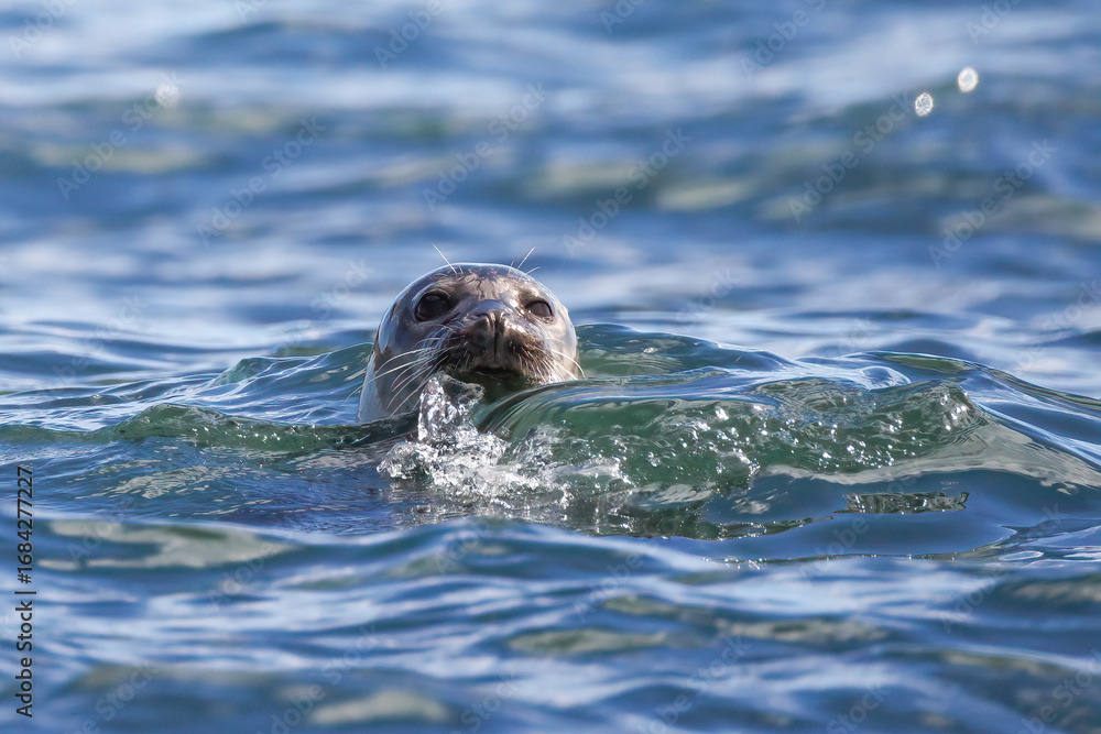 Fototapeta premium Harbor Seal Peeking Above Ocean Waves