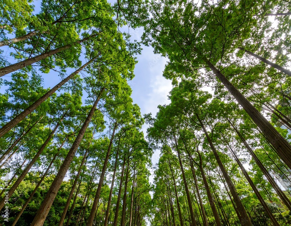 Fototapeta premium Forest Canopy View from Below (1)