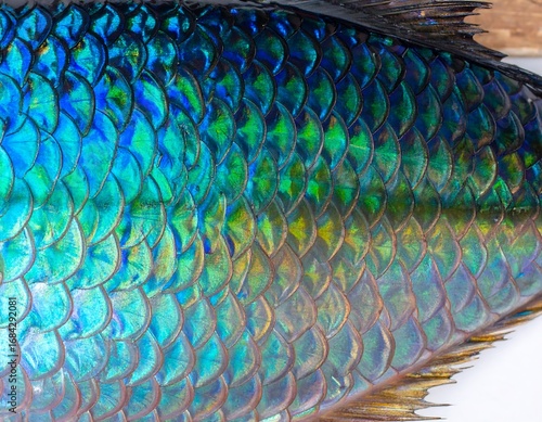 Fish Scales Close-Up