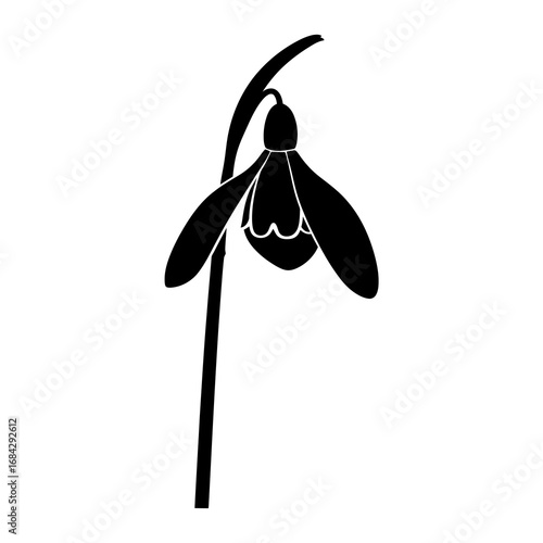 Snowdrop flower silhouette isolated on white background