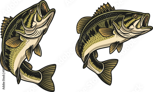 Two largemouth bass fish leaping out of water