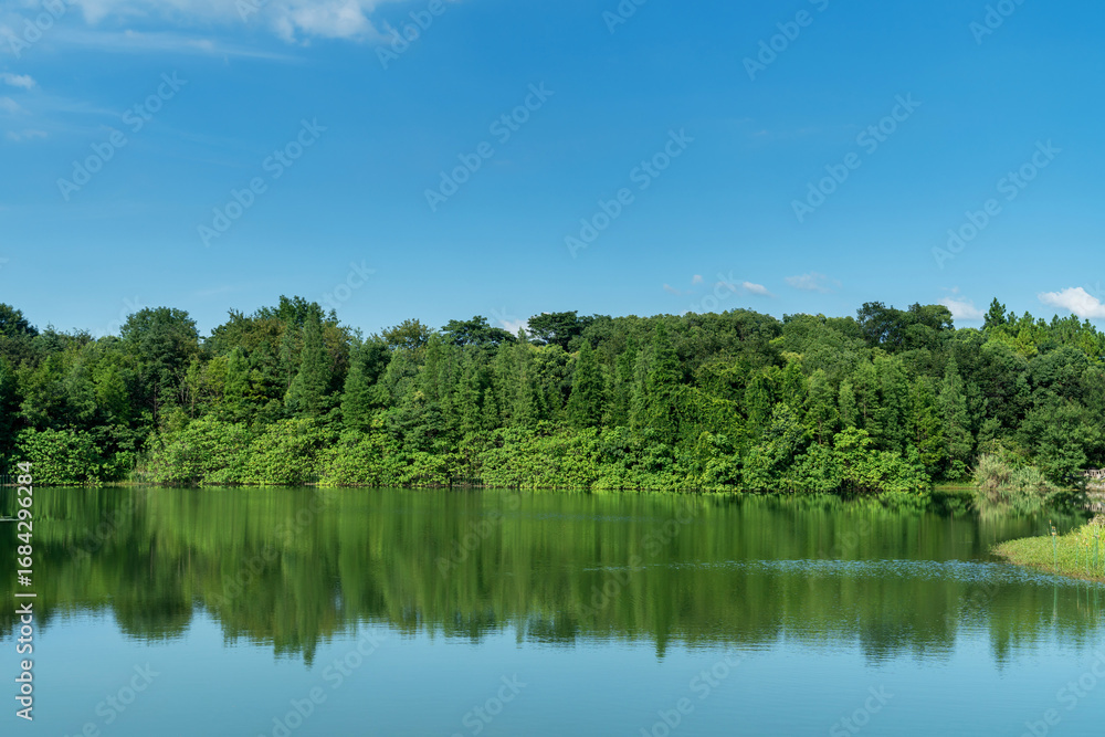 Fototapeta premium Lush greener around the pond in the park