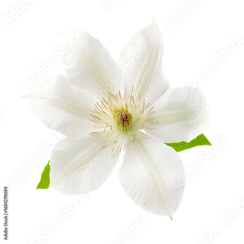 Elegant white clematis flower isolated against a stark black backdrop showcasing beauty