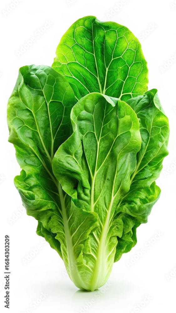 Fototapeta premium Fresh green lettuce leaves isolated on a crisp white background