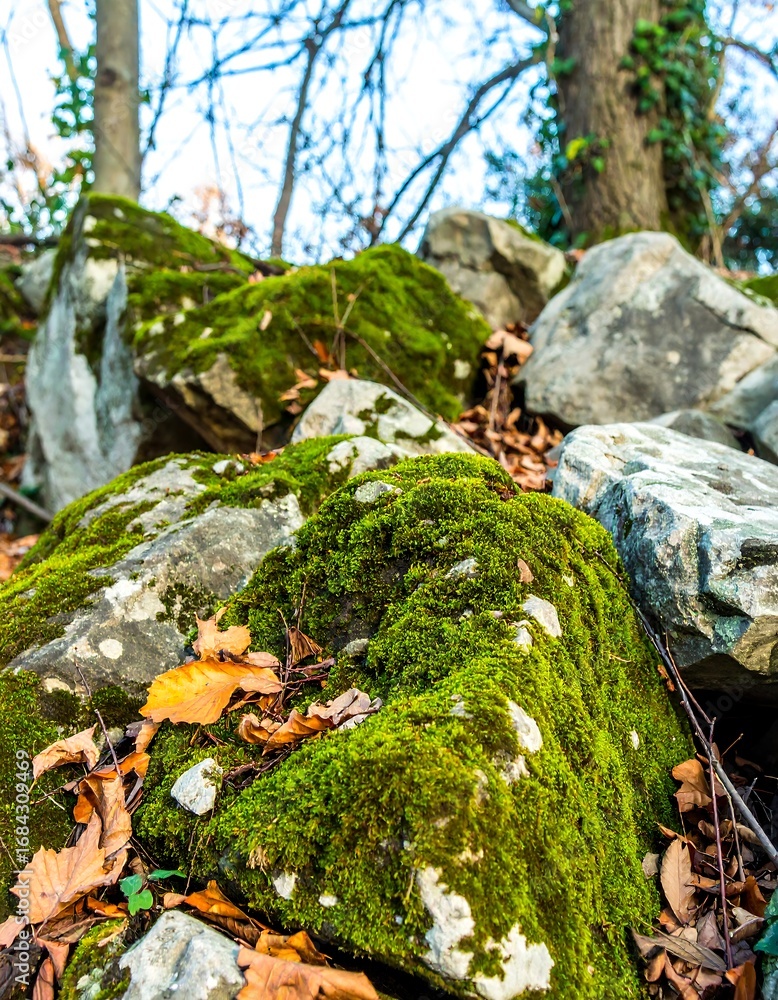 Obraz premium Forest Rocks Covered in Moss (1)