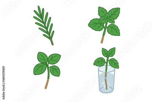 Herb propagation vector icons. Plant cuttings rooting in water glass. Home gardening set with rosemary, mint, basil. Botanical flat cartoon graphic illustration.