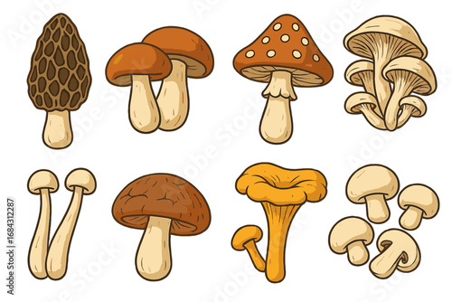 Set of various edible and poisonous mushrooms. Vector cartoon illustration collection. Morel, porcini, chanterelle, oyster, champignon, fly agaric. Food ingredients.