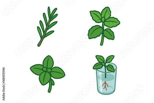 Herb propagation vector icon set. Rooting plant cuttings in water glass. Flat cartoon illustration of rosemary, mint, basil. Gardening, horticulture, and botany concept.