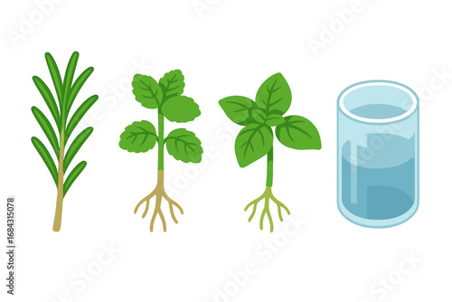 Herb propagation vector icon set. Rooting rosemary, mint, and basil cuttings in water. Isometric flat cartoon illustration for home gardening, horticulture, and botany concepts.