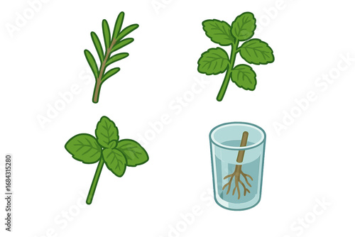 Herb propagation icon set. Isometric vector illustration of rooting cuttings in water. Features rosemary, mint, and basil sprigs for gardening and horticulture concepts.
