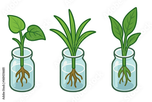 Isometric flat vector icons of houseplant propagation with cuttings of pothos, spider plant, peace lily, green leaf cuttings in glass jars, cartoon style, garden plant care