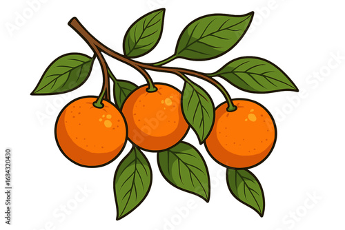 Orange fruit branch with leaves. Vector cartoon illustration. Fresh citrus harvest. Healthy food, vitamin c concept. Juicy ripe natural organic oranges for diet.