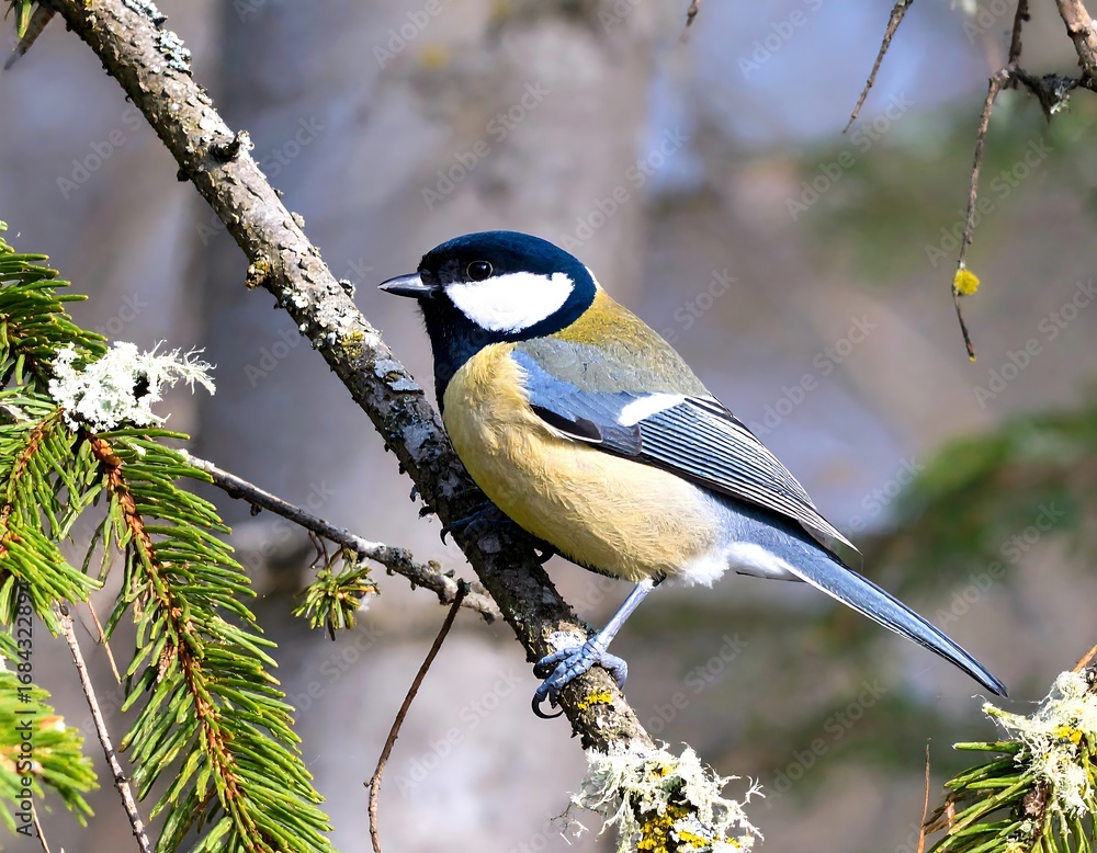 Obraz premium Tit perched on branch